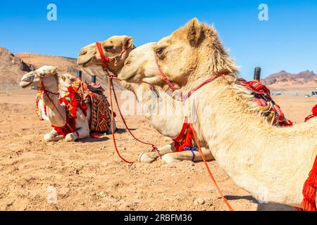 Chameaux d'équitation maîtrisées reposant dans le desrt, Al Ula, Arabie Saoudite Banque D'Images