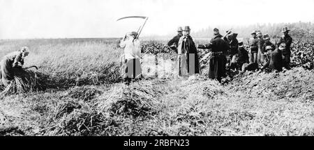 Belgique : c. 1914 soldats belges creusant des retranchements dans un champ pour les utiliser contre les Allemands tandis que les fermiers belges récoltent le champ à quelques mètres de distance. Banque D'Images