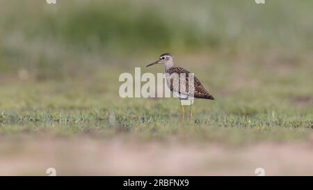 Piper de bois (Tringa glareola) fourrager dans les eaux peu profondes Banque D'Images