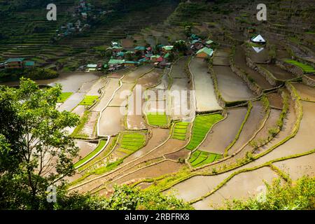 Vue sur les rizières en terrasses près du village de Batad pendant la saison des pluies. Région administrative de la Cordillère, province d'Ifugao (Philippines) Banque D'Images