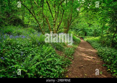 GB - DEVON : Manscombe Woods à Cockington près de Torquay (HDR-Photography © Edmund Nagele FRPS) Banque D'Images