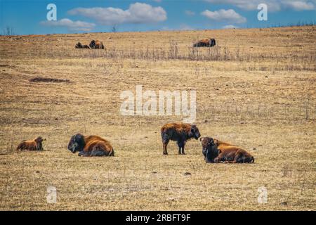 les bisons shaggy sont éparpillés sur de hautes praries en hiver Banque D'Images