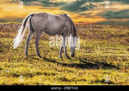 Cheval blanc paissant dans des pâturages ensoleillés à l'heure dorée du coucher du soleil avec le soleil traversant les nuages sombres - gros plan - espace pour copie Banque D'Images