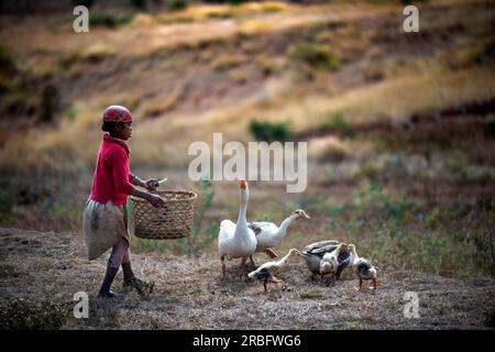 Un garçon est chargé de nourrir les canards à Ambositra, sur l’île de Madagascar. Ambositra est la capitale de la région d'Amoron'i Mania, et d'Ambositra Dist Banque D'Images