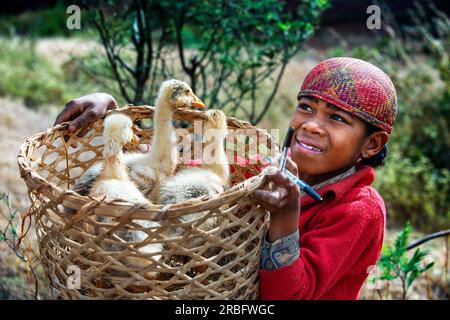 Un garçon est chargé de nourrir les canards à Ambositra, sur l’île de Madagascar. Ambositra est la capitale de la région d'Amoron'i Mania, et d'Ambositra Dist Banque D'Images