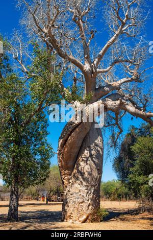 Deux baobabs embrassant l'un l'autre, à proximité de la célèbre Avenue des baobabs, aimant les baobabs près de Morondava, Madagascar, Afrique Banque D'Images