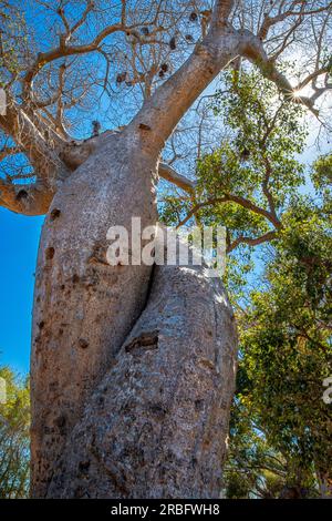 Deux baobabs embrassant l'un l'autre, à proximité de la célèbre Avenue des baobabs, aimant les baobabs près de Morondava, Madagascar, Afrique Banque D'Images