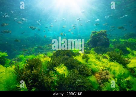Algues vertes sous l'eau avec la lumière du soleil et banc de poissons, paysage marin naturel dans l'océan Atlantique, Espagne, Galice, Rias Baixas Banque D'Images