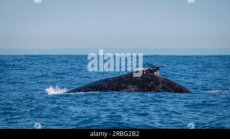 Une journée sur Moreton Bay - observation des baleines Banque D'Images