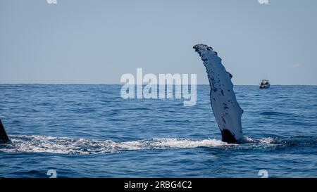 Une journée sur Moreton Bay - observation des baleines Banque D'Images