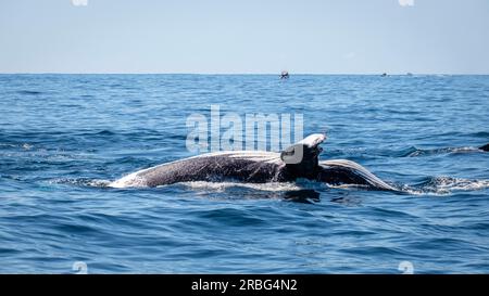 Une journée sur Moreton Bay - observation des baleines Banque D'Images