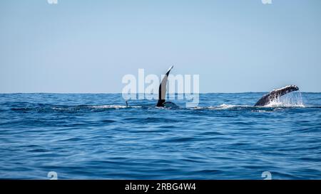 Une journée sur Moreton Bay - observation des baleines Banque D'Images