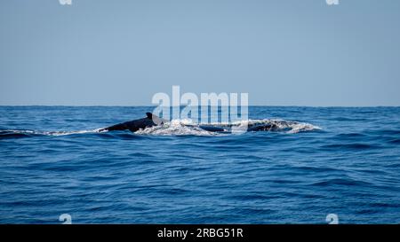 Une journée sur Moreton Bay - observation des baleines Banque D'Images