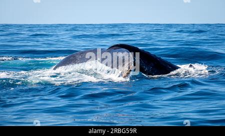 Une journée sur Moreton Bay - observation des baleines Banque D'Images