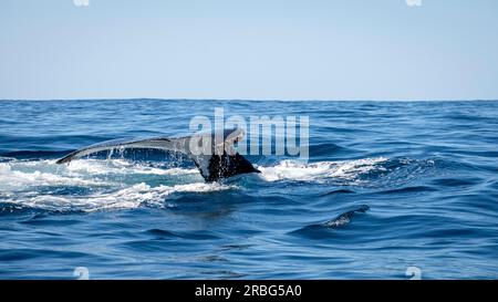 Une journée sur Moreton Bay - observation des baleines Banque D'Images