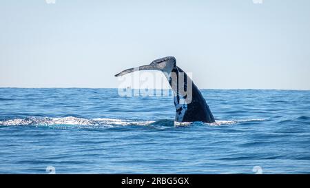 Une journée sur Moreton Bay - observation des baleines Banque D'Images