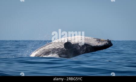 Une journée sur Moreton Bay - observation des baleines Banque D'Images