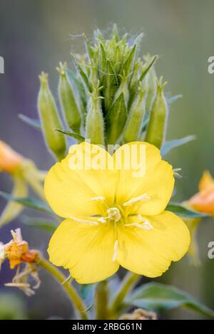 Fleur jaune ouverte, également connue sous le nom d'onagre commune, primerose du soir, étoile du soir (Oenothera Biennis) et goutte d'eau du soleil. Les fleurs s'ouvrent à Banque D'Images