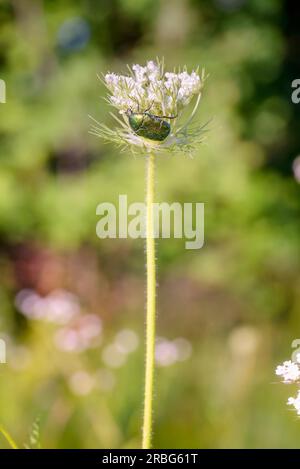 Aussi connu sous le nom de chafer rose (Cetonia aurata) ou chafer rose vert, sur une fleur de carota de Daucus, sous le soleil chaud d'été à Kiev, en Ukraine Banque D'Images