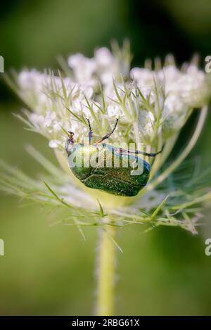 Aussi connu sous le nom de chafer rose (Cetonia aurata) ou chafer rose vert, sur une fleur de carota de Daucus, sous le soleil chaud d'été à Kiev, en Ukraine Banque D'Images