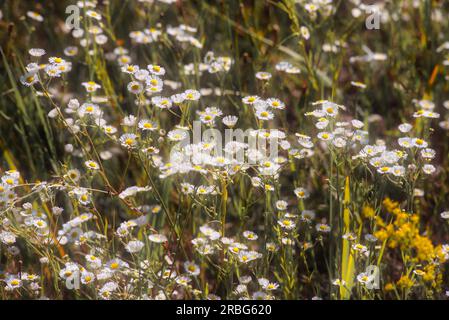 Fleurs d'Erigeron annuus, également connu sous le nom de fleabane, de Marguerite fleabane, ou de Marguerite de l'est, poussant dans le pré sous le soleil chaud d'été à Kiev Banque D'Images