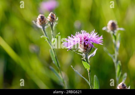 phrygia L. sous-espèce pseudophrygia fleur, également connue sous le nom de perruque (Centaurea), poussant dans le pré à Kiev, Ukraine Banque D'Images