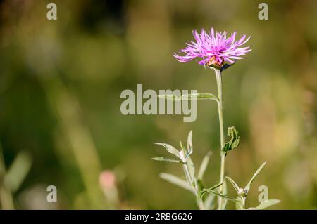 phrygia L. sous-espèce pseudophrygia fleur, également connue sous le nom de perruque (Centaurea), poussant dans le pré à Kiev, Ukraine Banque D'Images