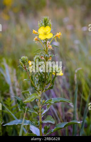 Fleur jaune ouverte, également connue sous le nom d'onagre commune, primerose du soir, étoile du soir (Oenothera Biennis) et goutte d'eau du soleil. Les fleurs s'ouvrent à Banque D'Images