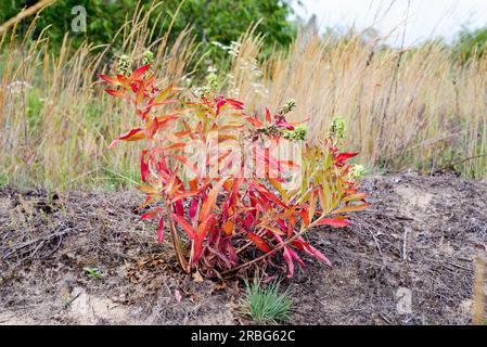 Fleur jaune, également connue sous le nom de premrose nocturne commune, primerose nocturne, étoile du soir (Oenothera Biennis) et goutte de soleil, avec feuilles rouges. Les fleurs Banque D'Images