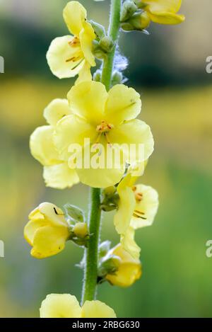 Fleur jaune, également connue sous le nom de mullein de papillon (Verbascum blattaria), plante de velours, dans la prairie sous le soleil d'été du matin doux, à Kiev, Ukraine Banque D'Images