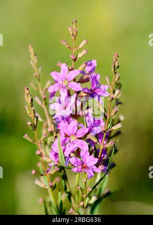 Fleurs roses également connues sous le nom de loosestrife de baguette européenne (Lythrum virgatum), poussant dans les prairies près du fleuve Dniepr à Kiev, en Ukraine Banque D'Images