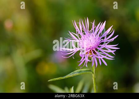 phrygia L. sous-espèce pseudophrygia fleur, également connue sous le nom de perruque (Centaurea), poussant dans le pré à Kiev, Ukraine Banque D'Images