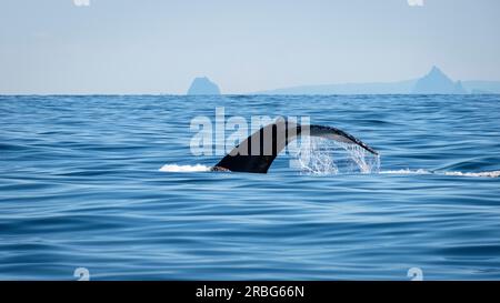 Une journée sur Moreton Bay - observation des baleines Banque D'Images