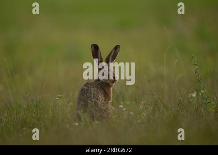 Le lièvre européen se nourrit sur le pré. Lepus europaeus sur le pré. La faune en Europe. Banque D'Images