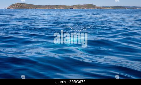 Une journée sur Moreton Bay - observation des baleines Banque D'Images