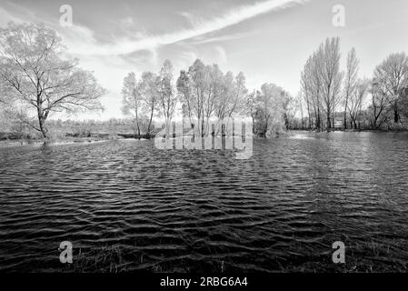 Journée de printemps agréable et calme près de la rivière Dniepr. Les jeunes feuilles sont vert croissant sur les arbres sous un soleil tiède Banque D'Images