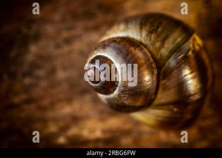 Gros plan d'un Periwinkle commun sur une vieille planche de bois Banque D'Images