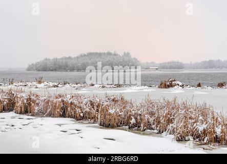 Bulrush près de la rivière Dniepr pendant une journée d'hiver froide et enneigée. Le ciel est couvert de nuages et les flocons de neige tombent doucement sur les arbres et sur Banque D'Images