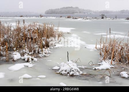 Bulrush près de la rivière Dniepr pendant une journée d'hiver froide et enneigée. Le ciel est couvert de nuages et les flocons de neige tombent doucement sur les arbres et sur Banque D'Images