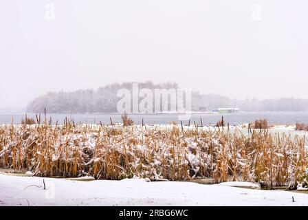 Bulrush près de la rivière Dniepr pendant une journée d'hiver froide et enneigée. Le ciel est couvert de nuages et les flocons de neige tombent doucement sur les arbres et sur Banque D'Images