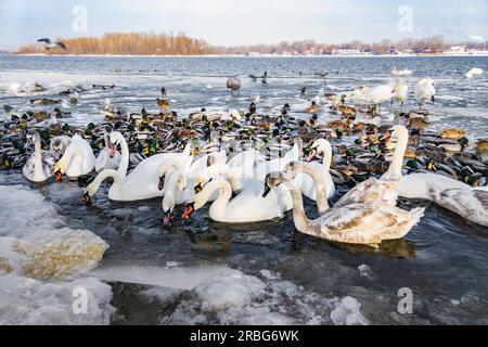 Une multitude de canards et cygnes sauvages sur la rivière Dniepr à Kiev, Ukraine, au cours de l'hiver froid et enneigé Banque D'Images