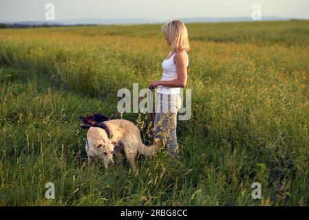 Femme blonde à ses chiens au coucher du soleil dans la lumière dorée de marcher à travers un champ verdoyant ou prairie avec long Green grass Banque D'Images