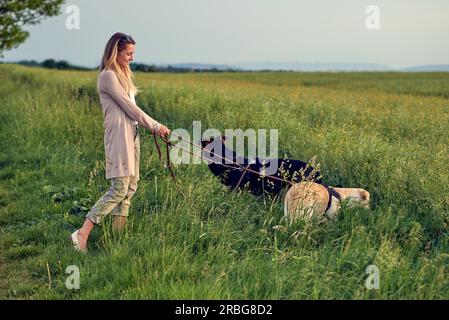 Femme blonde à ses chiens au coucher du soleil dans la lumière dorée de marcher à travers un champ verdoyant ou prairie avec long Green grass Banque D'Images