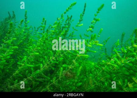 Hornwort eau plantes sous l'eau dans le St. Lawrence River Banque D'Images