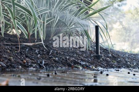 Tête d'arroseur verticale escamotable arrosant un jardin fertilisé, vue du niveau du sol avec des pavés de briques humides, mise au point sélective. Banque D'Images