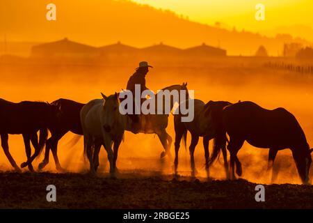 Un Charro mexicain rassemble un troupeau de chevaux courant dans un champ sur un ranch mexicain au lever du soleil Banque D'Images