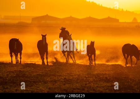 Un Charro mexicain rassemble un troupeau de chevaux courant dans un champ sur un ranch mexicain au lever du soleil Banque D'Images