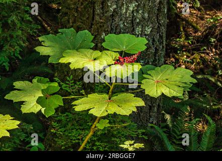 Oplopanaz horridus, ou la plante du Club du diable pousse partout dans le nord-ouest Pacifique de l'Amérique du Nord ; c'est une plante médicinale et spirituelle. Banque D'Images