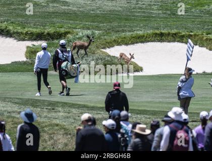 Pebble Beach, États-Unis. 09 juillet 2023. Les cerfs traversent le troisième fairway le dernier jour des Women's U.S. Ouvert à Pebble Beach, Californie, le dimanche 9 juillet 2023. Photo de Terry Schmitt/UPI crédit : UPI/Alamy Live News Banque D'Images