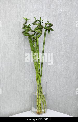 Vase avec de belles tiges de bambou vert sur la table blanche à l'intérieur Banque D'Images